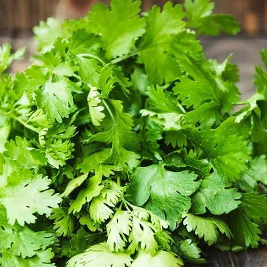Coriander Leaves With Roots - Enhances Flavour Of The Dishes, 100 g